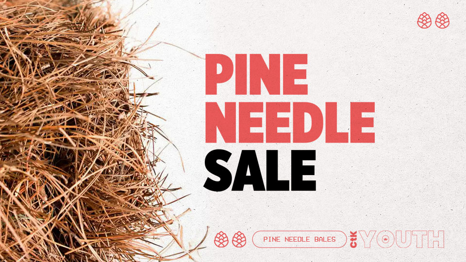 Featured_PineNeedle